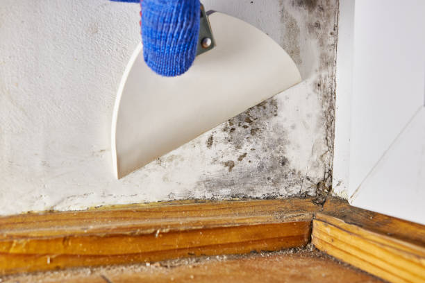 Best Emergency Mold Remediation  in Mulberry, AR